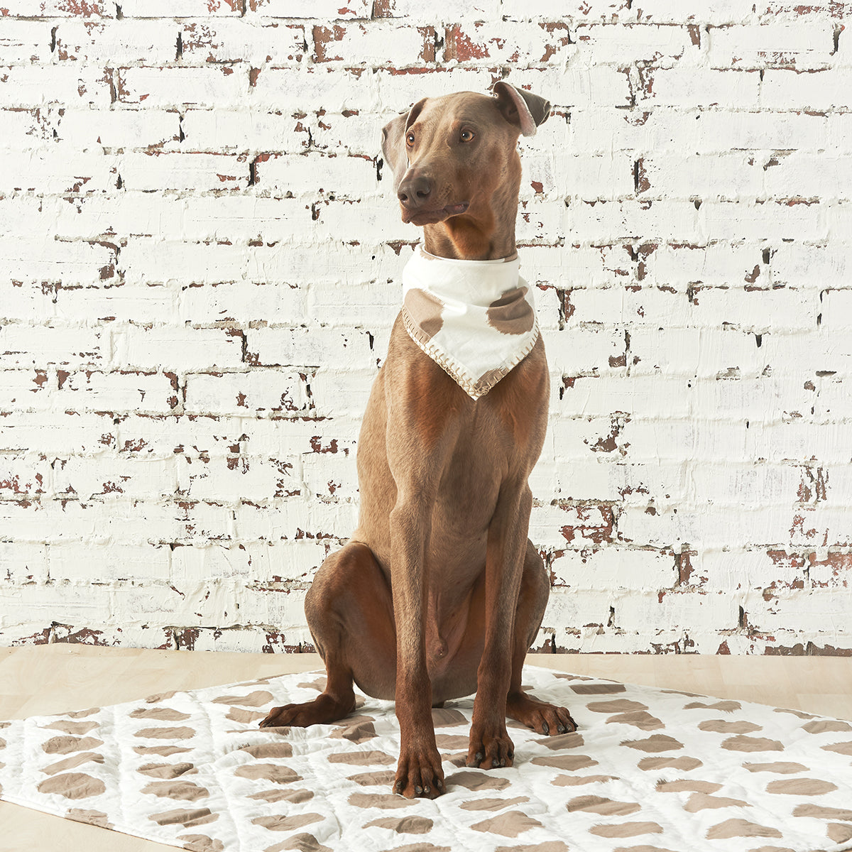 dot pet quilt