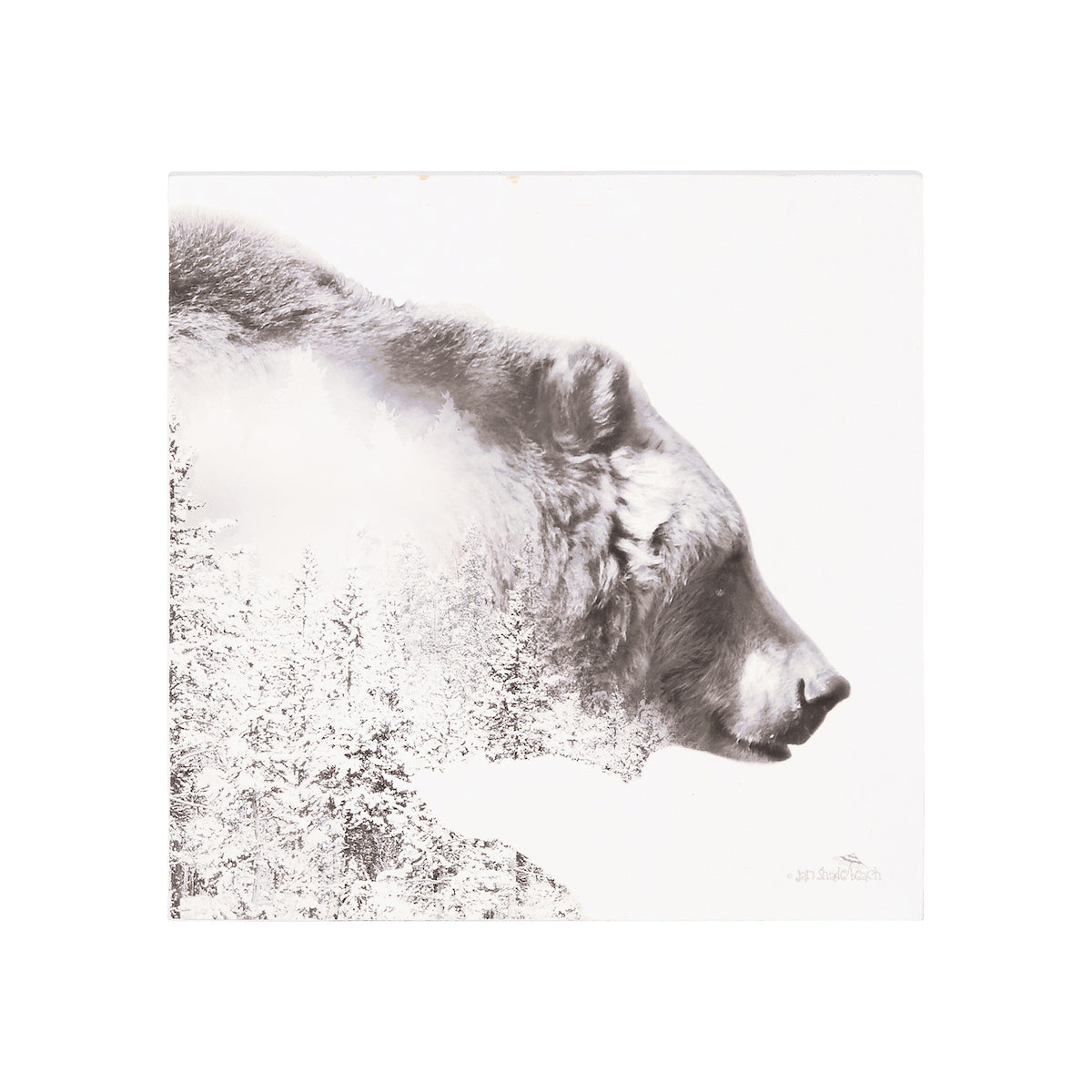 Bear Forest Wall Art